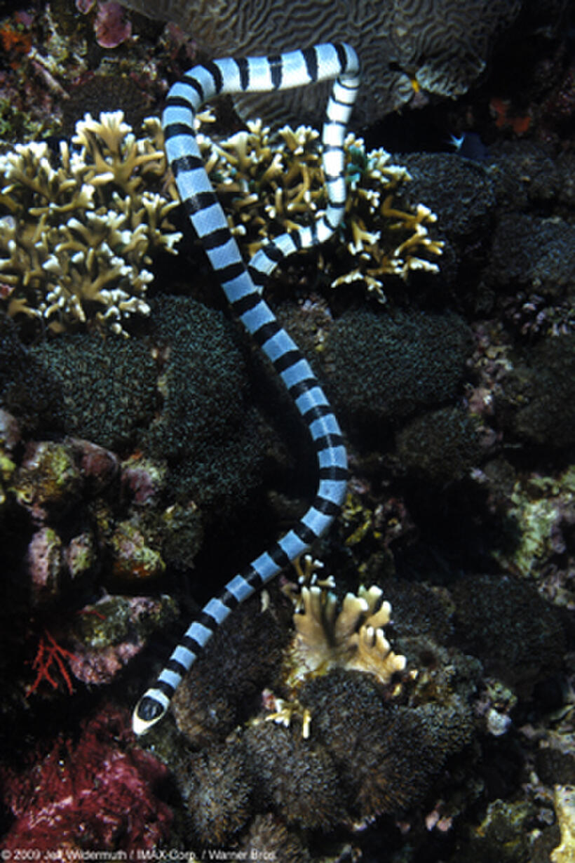 A banded sea snake in "Under the Sea 3D."