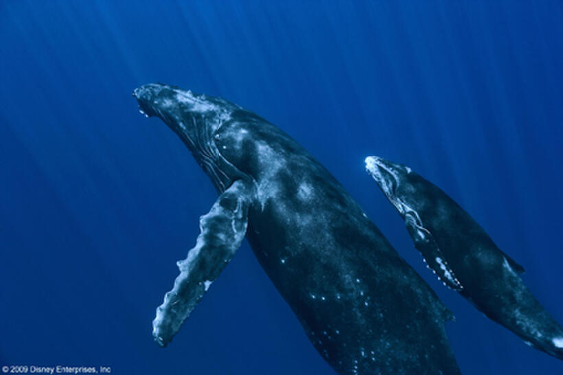 Whales in "Oceans."