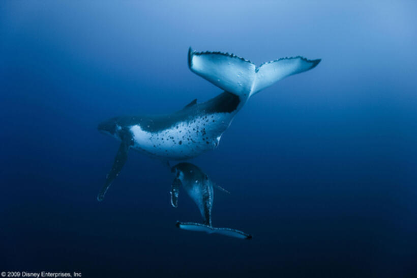 Whales in "Oceans."