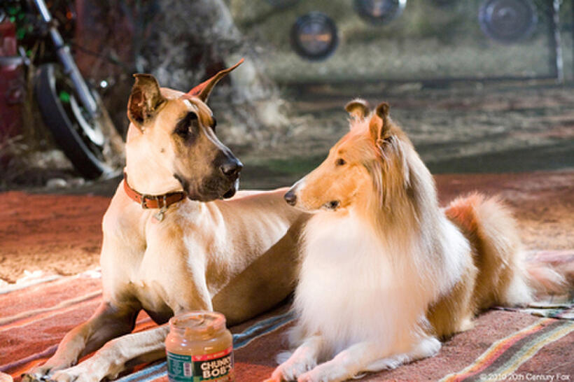 Marmaduke (voice of Owen Wilson) and Jezebel (voice of Fergie) in "Marmaduke."