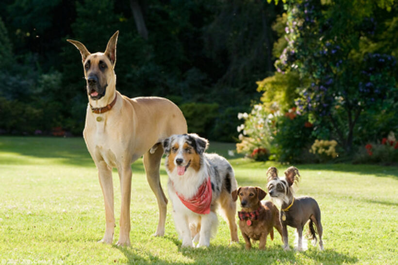 Marmaduke (voice of Owen Wilson) and friends in "Marmaduke."
