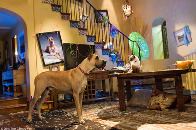 Marmaduke (voice of Owen Wilson) and Carlos (voice of George Lopez) in "Marmaduke."