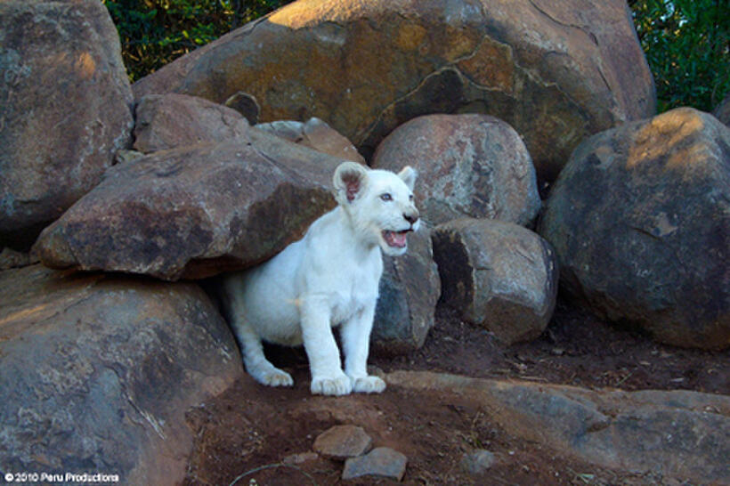 A scene from the film "White Lion."