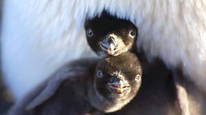 Penguins: Trailer 2