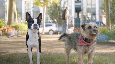 Strays