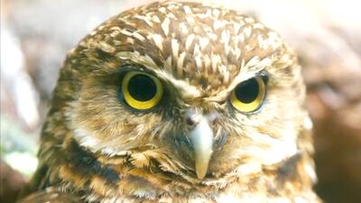 Is Genesis History? – A Special Anniversary Event