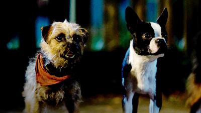 Strays