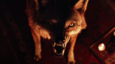 Coyotes