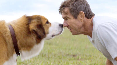 A Dog's Purpose