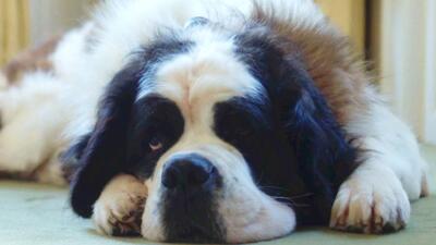 St. Bernard Syndicate