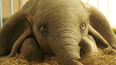 Dumbo