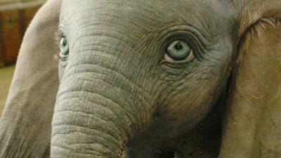 Dumbo