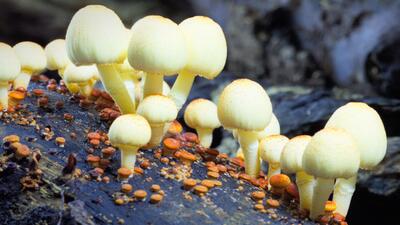 Fantastic Fungi