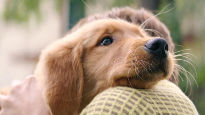 A Dog's Purpose