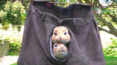 Peter Rabbit