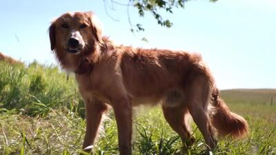A Dog's Purpose