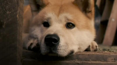 Hachi: A Dog's Tale