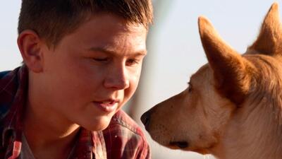 Buckley's Chance