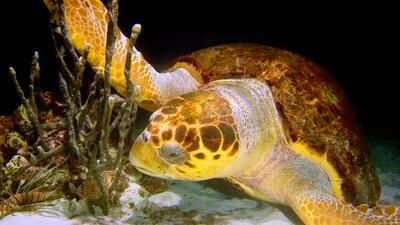Wonders of the Sea 3D