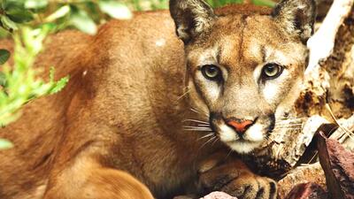 The Riot and the Dance