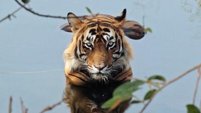 Tiger 24