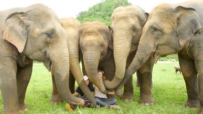 Love & Bananas: An Elephant Story