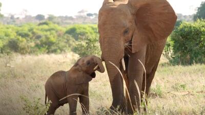 The Elephant Queen