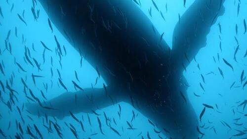 Sea of Shadows: Trailer 1