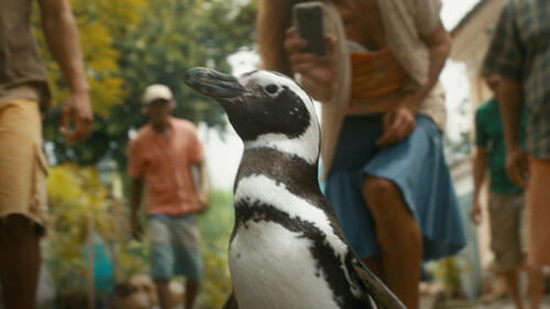 My Penguin Friend: Exclusive Movie Clip - Dindim Visits the Village