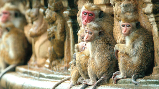 Monkey Kingdom