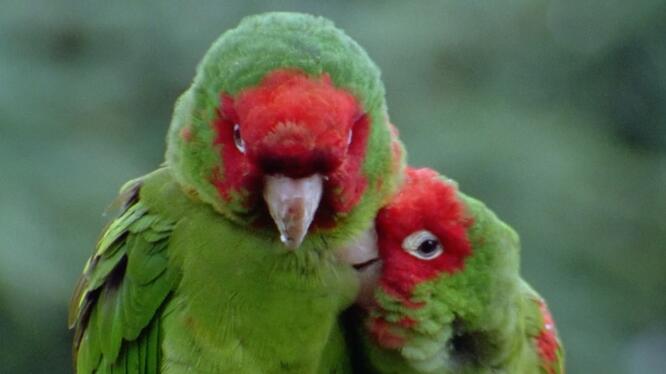 The Wild Parrots of Telegraph Hill