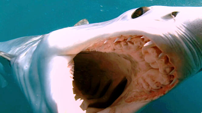 Shark Week 2017