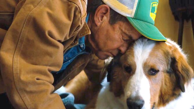 A Dog's Journey