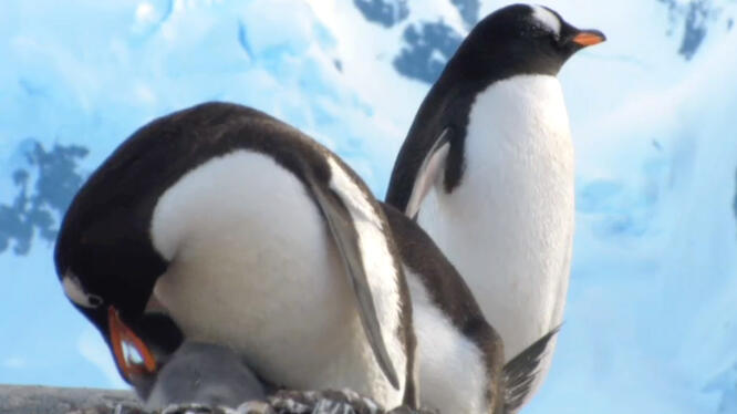 The Antarctica Challenge: A Global Warning