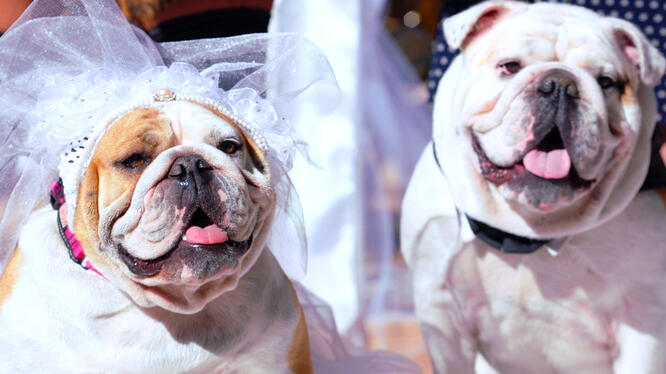 The Dog Wedding