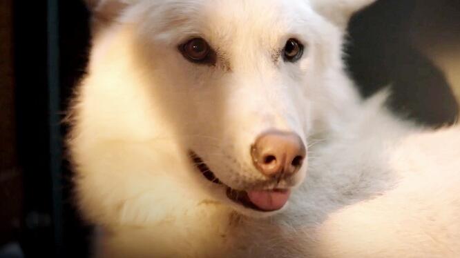 The Wolf and the Lion