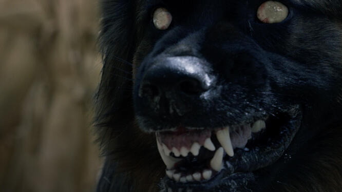The Dogs