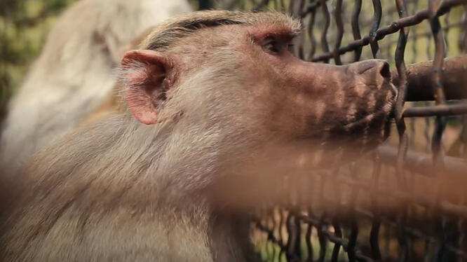 Checkpoint Zoo