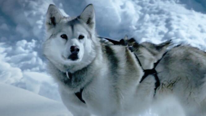 The Great Alaskan Race