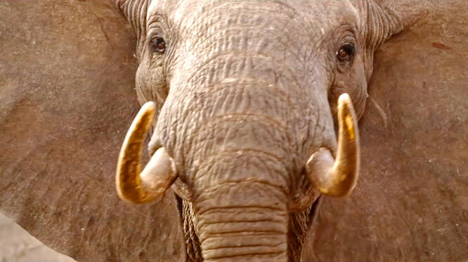 The Ivory Game