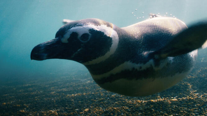 My Penguin Friend