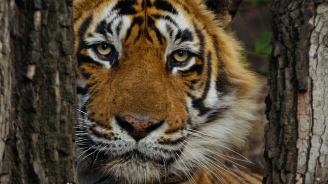 Tiger 24
