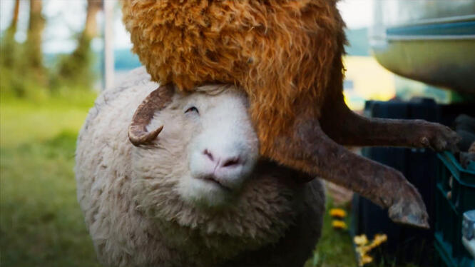 The Sheep Detectives