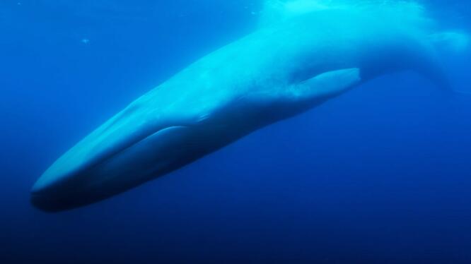 The Loneliest Whale: The Search for 52 (2021)