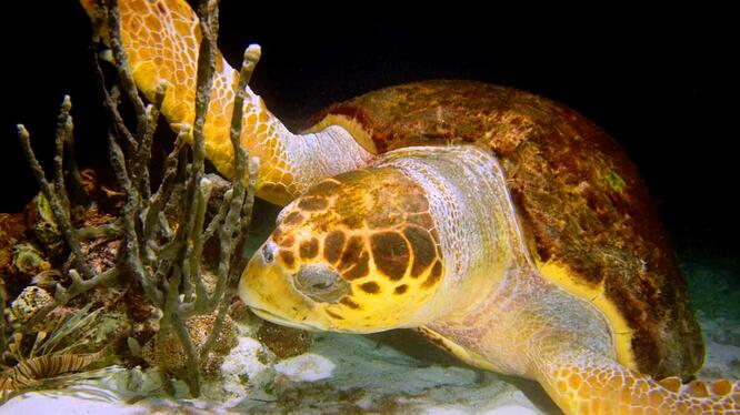 Wonders of the Sea 3D