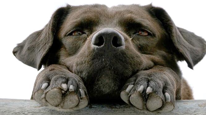 Los Reyes: Trailer 1