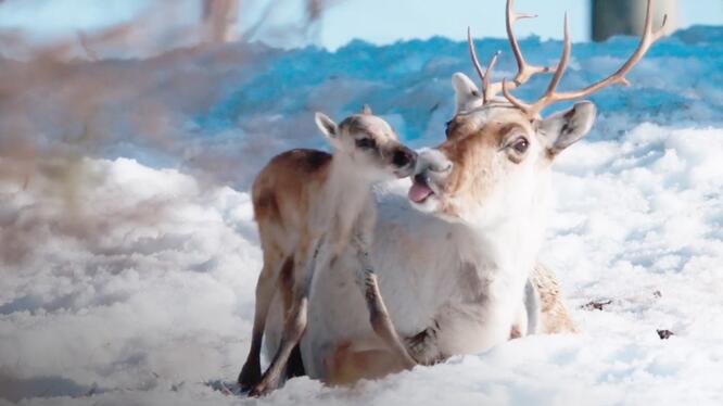 A Reindeer's Journey