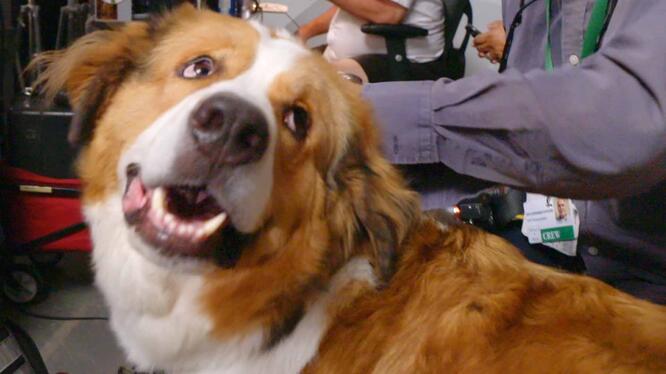 A Dog's Journey: Exclusive Featurette - Joy of Dogs