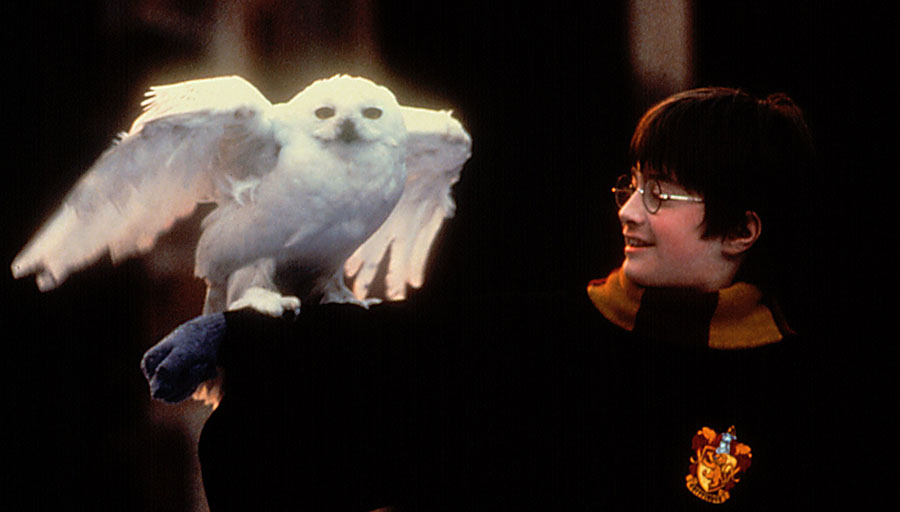 Daniel Radcliffe in Harry Potter and the Sorcerer's Stone