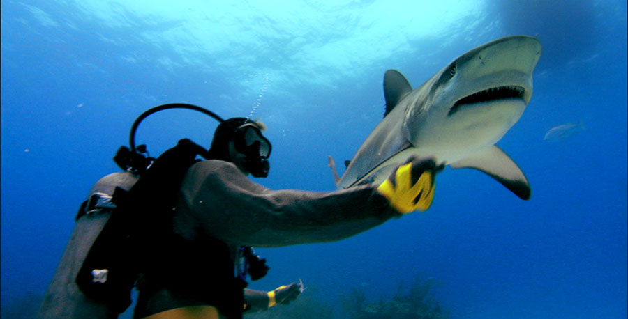 Sharkwater